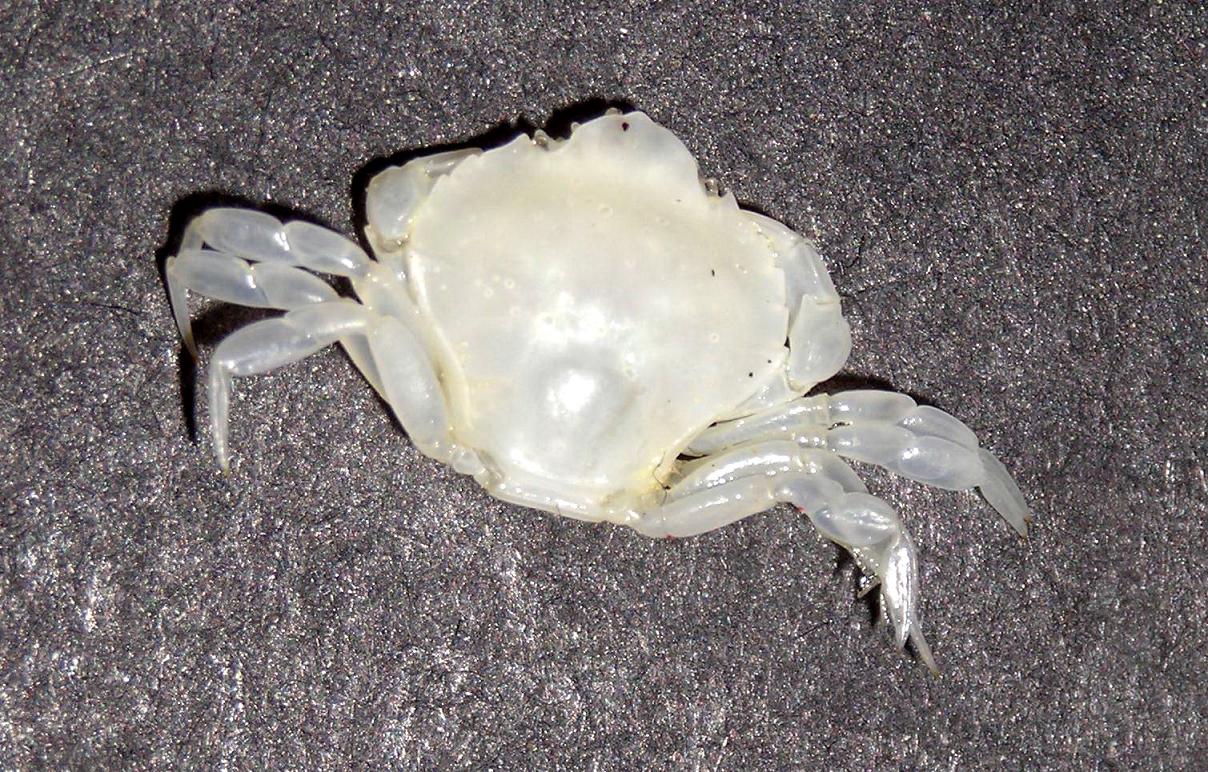 Xaiva biguttata